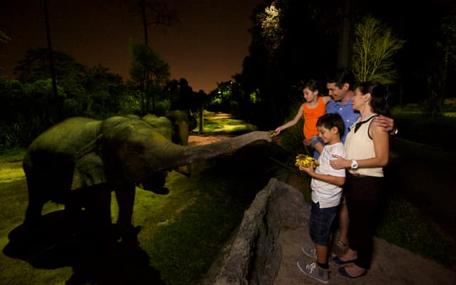 Feed The Elephants