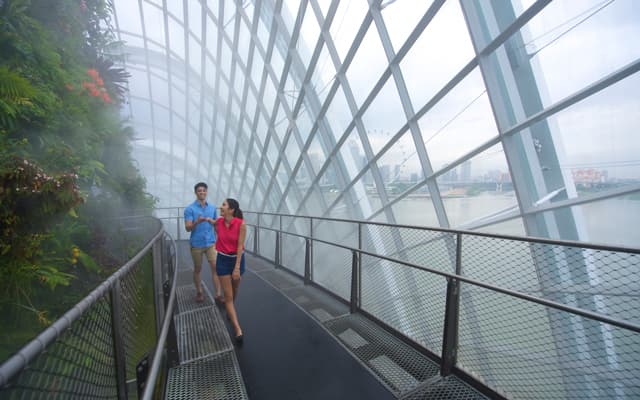 Cloud Forest