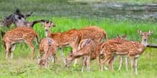 Wild spotted deer in the jungle