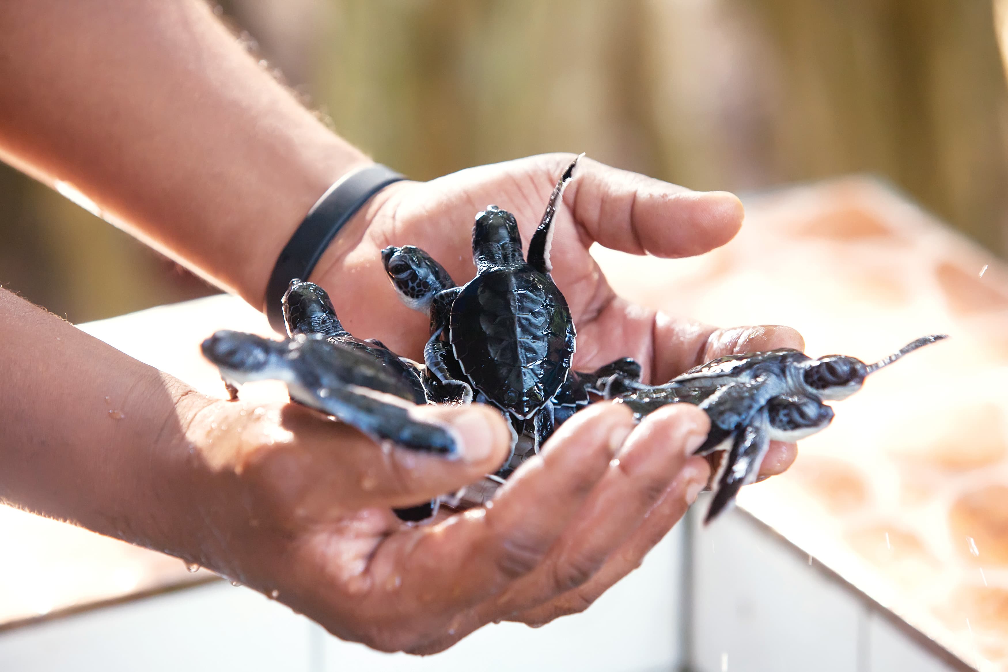 Turtles Hatchery