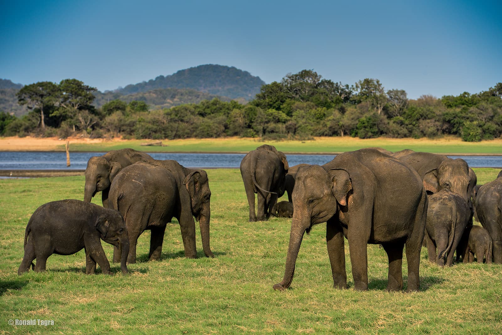 Wild Elephants