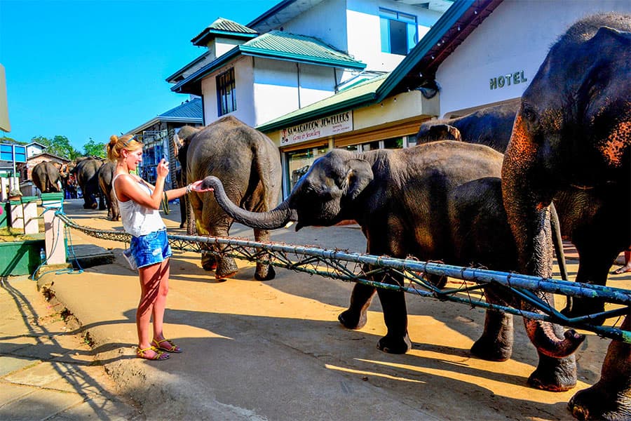 Elephant Encounter